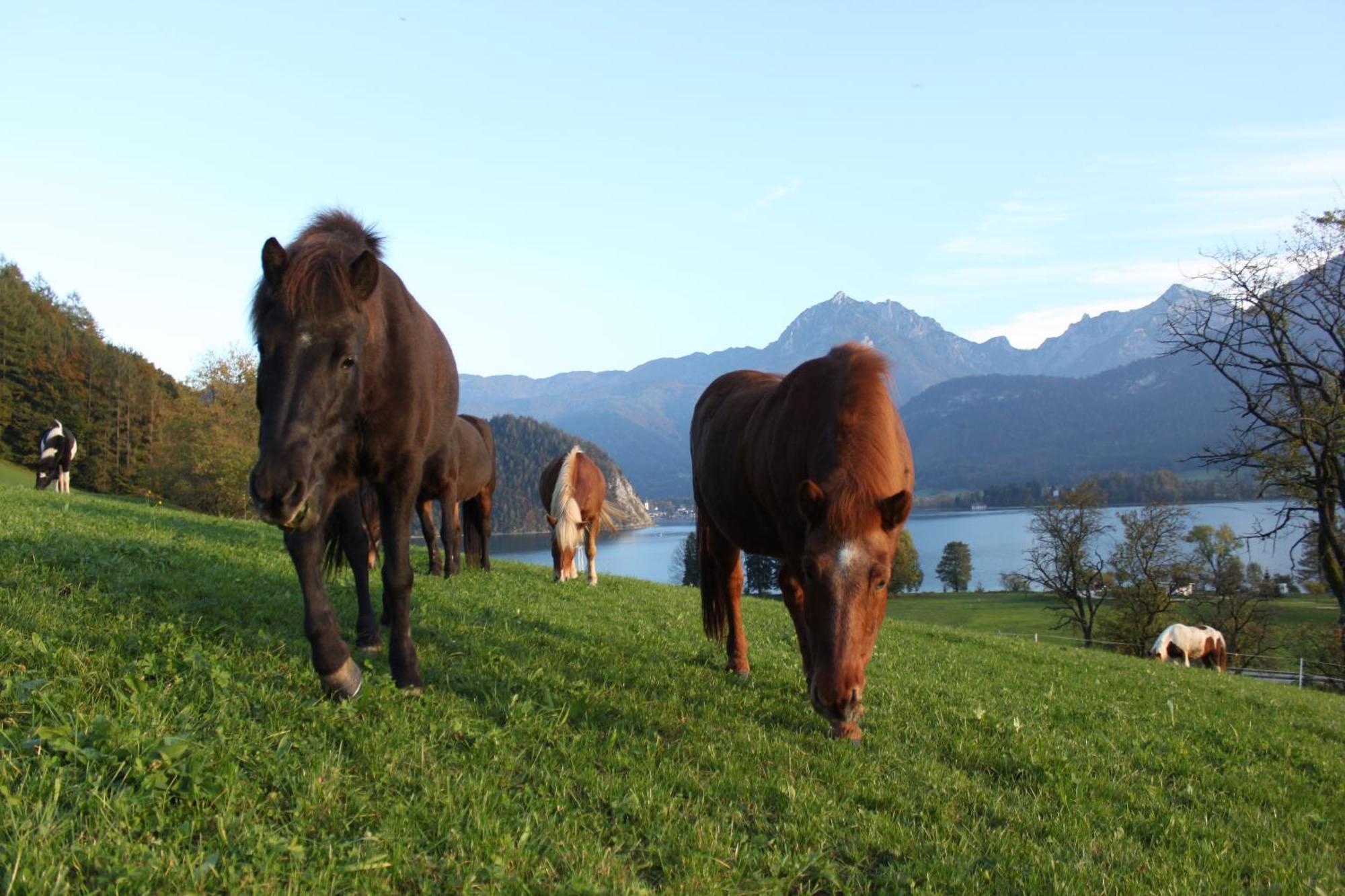 Reiterhof Suassbauer Villa Sankt Wolfgang im Salzkammergut Bagian luar foto